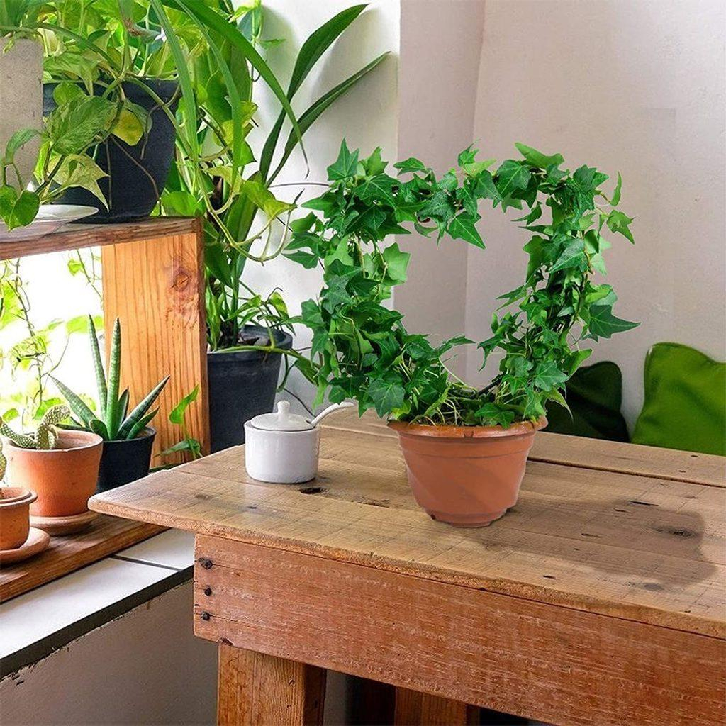 ds93853486_opera_na_popinave_rostliny_srdicko_2