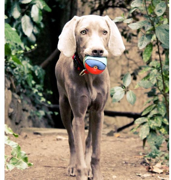 Lanco Pets - Hračka pro psy - Basketbalový míč barevný